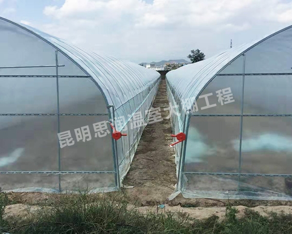 花卉插地大棚