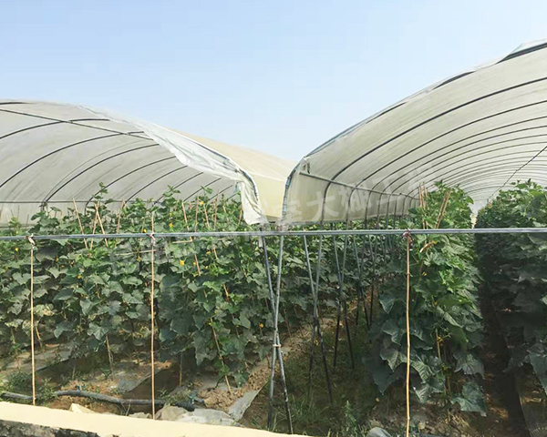 连栋薄膜蔬菜温室大棚